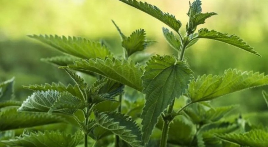 Isırgan otu bacağını yaktı