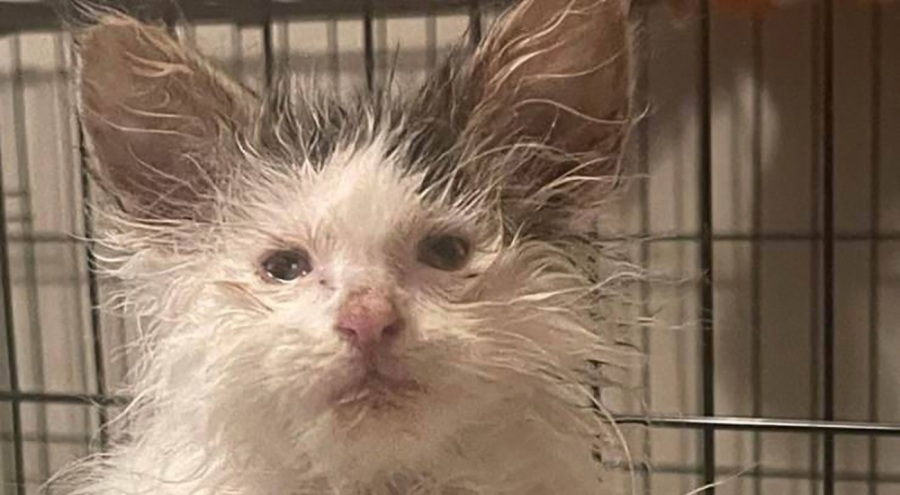 Kedi 'Toast'un sıra dışı tüyleri görenleri şaşırtıyor