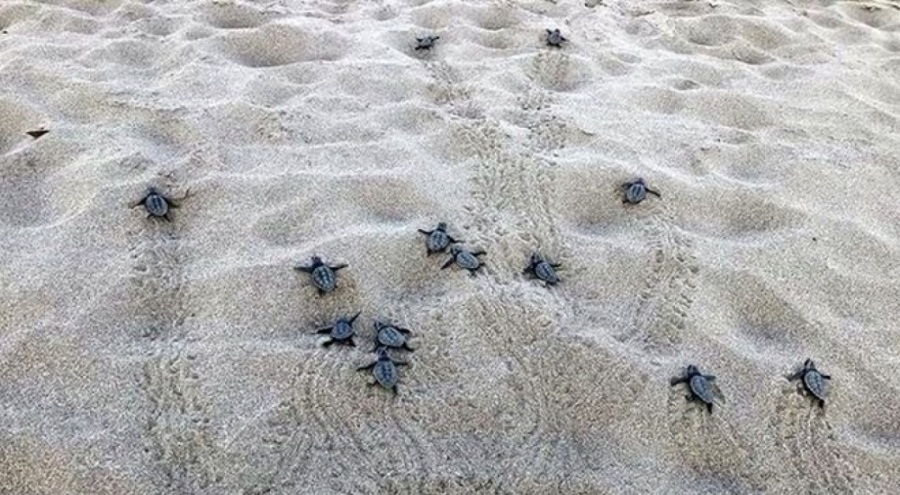 Yılın ilk yavru caretta carettaları denizle buluştu