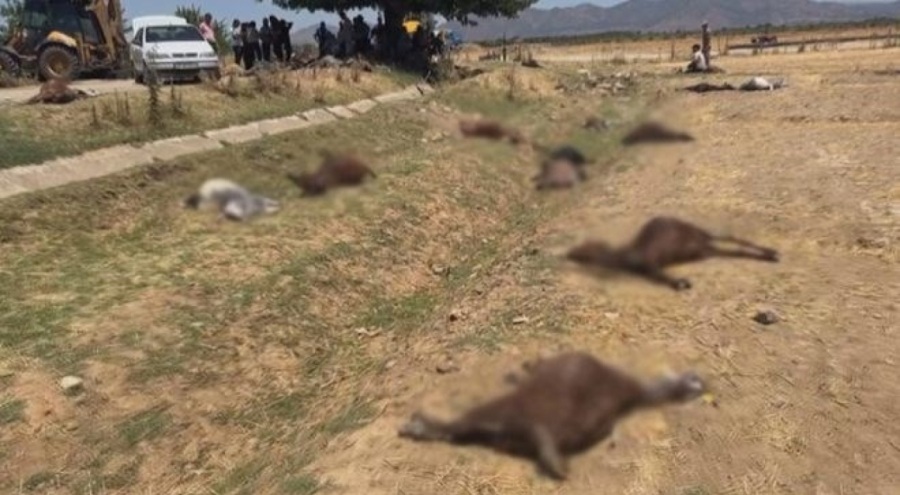 Hatay'da korkunç olay: 77 küçükbaş hayvan telef oldu