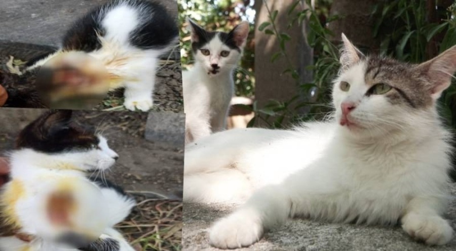 İstanbul'da dehşet! Asitle kedileri yaktılar