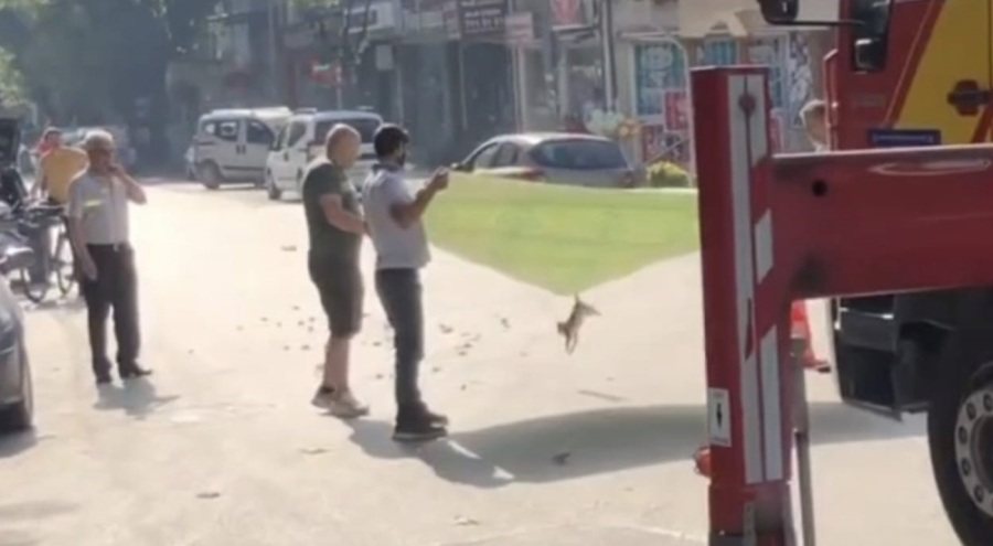 Bursa'da kedi operasyonu
