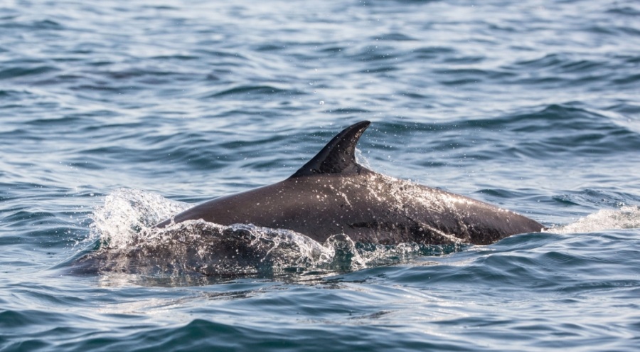 Japonya'da yunus insanlara saldırdı