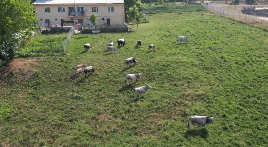 Türkiye'nin 'Boz sığır' ırkı  Uludağ Üniversitesi tarafından koruma altına alındı