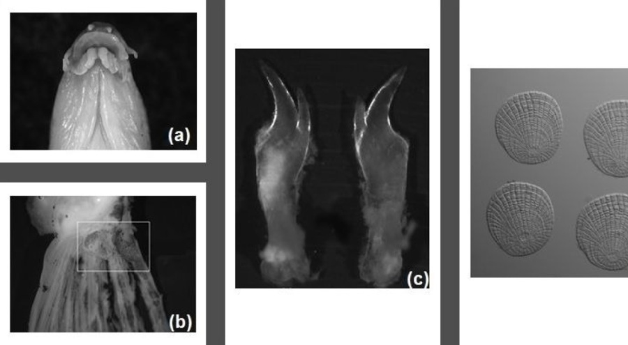 'Çanakkale ve İstanbul boğazlarını geçemez' deniyordu, Samsun'da görüldü!