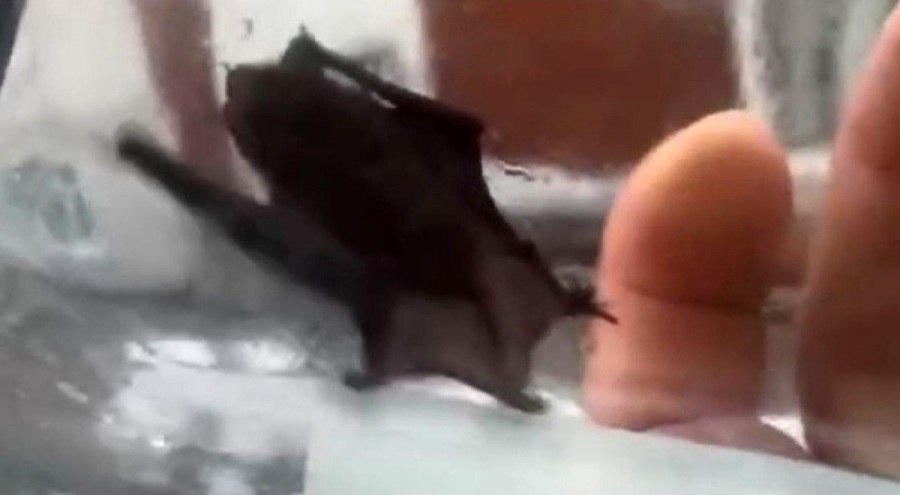 İstanbul'da evlere giren yarasalar paniğe neden oldu