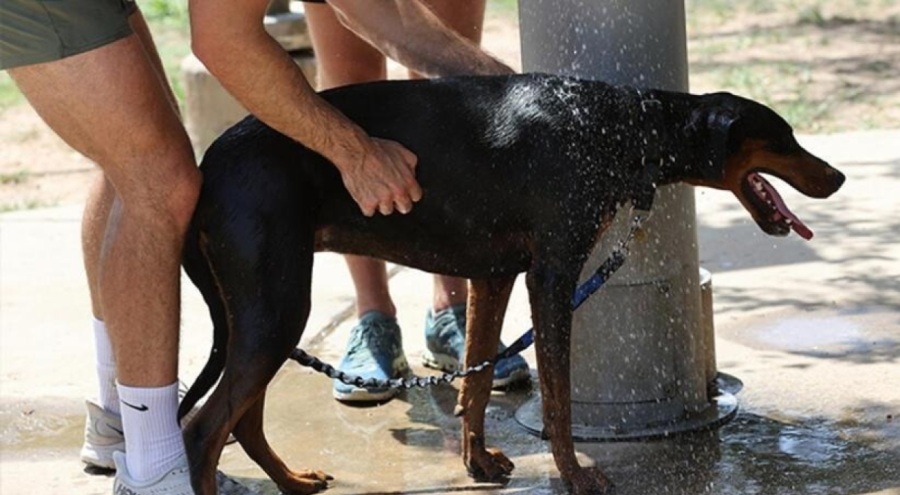 ABD'de sıcaklık rekoru kırıldı. 53 dereceyi aştı