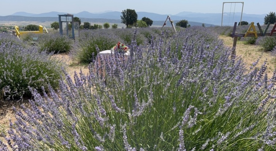 Lavanta Festivali turistleri ağırladı