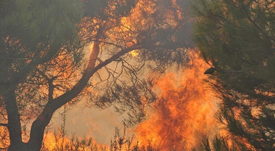 Kanada'da orman yangınları kontrol edilemiyor: 10 milyon hektar alan kül oldu