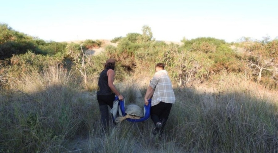 Çalılığa sıkışan caretta caretta kurtarıldı