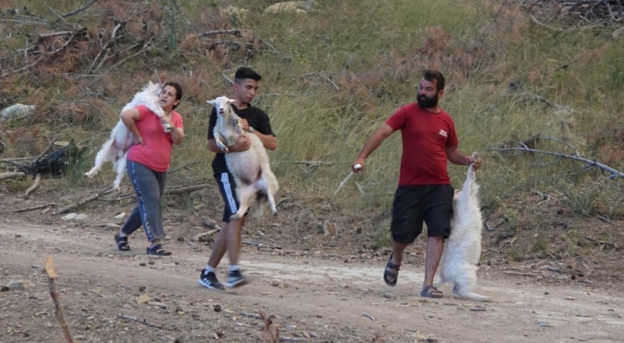 Çanakkale'de hayvanlarını yangından sırtlarında taşıyarak kurtardılar!