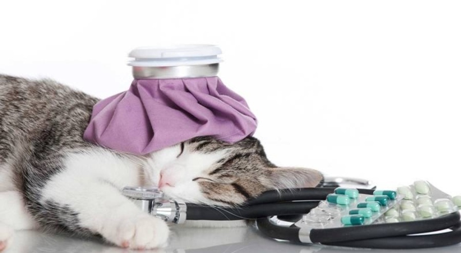 Dünya Sağlık Örgütü: Polonya'da onlarca kedi kuş gribine yakalandı