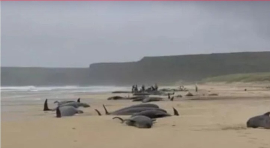 İskoçya'da 55 pilot balina karaya vurdu