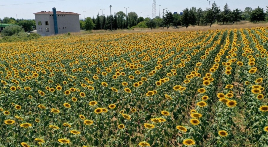 Sıcaklar ayçiçeklerini de vurdu! 20 yılın en kötü sezonu olabilir