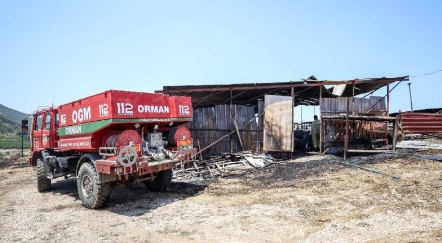 Çanakkale'deki yangında hayvanlar telef oldu