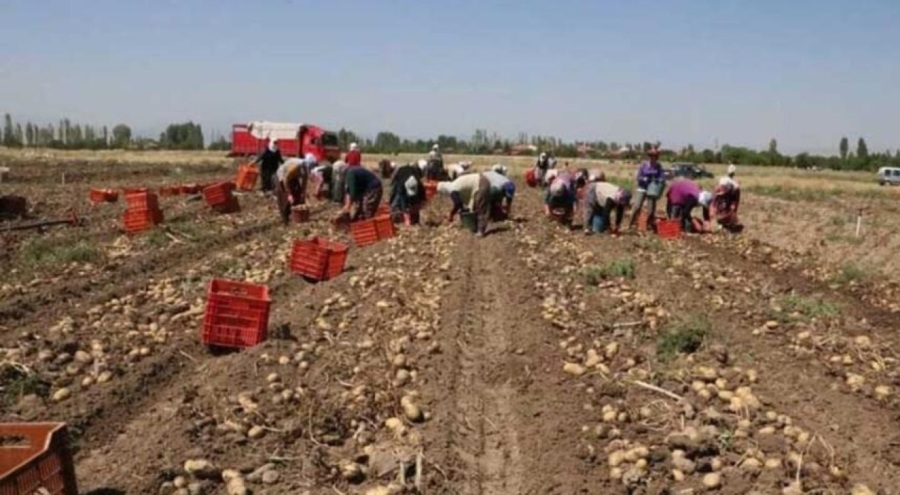 Patatesin hasadı başladı