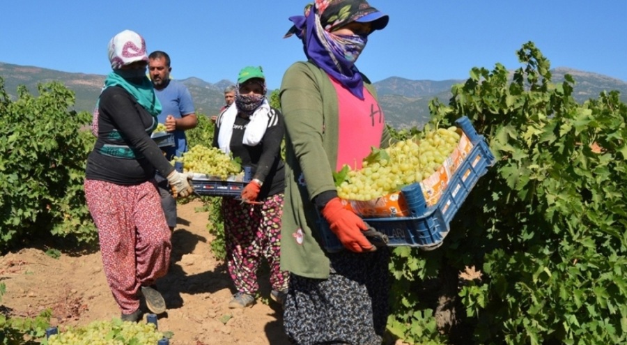 Tarım işçilerinin günlük ücretleri belli oldu