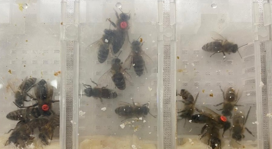 Sabiha Gökçen Havalimanı'nda 1240 adet canlı arı ele geçirildi