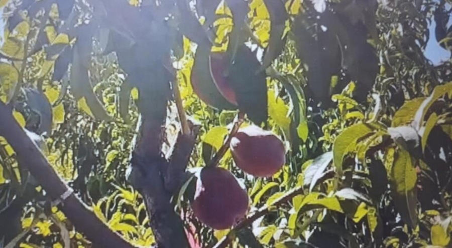 Şeftali'nin hasadı başladı! Kilosu 10 lira