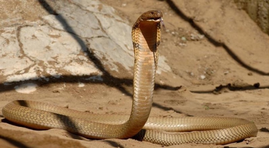 Hindistan'da genç iş insanının cinayetinde önemli detay! Kobra ile öldürmüşler