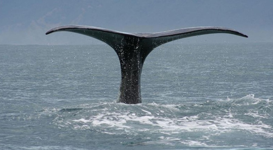 Bilim insanlarından uyarı: Nesilleri daha erken tükenebilir!