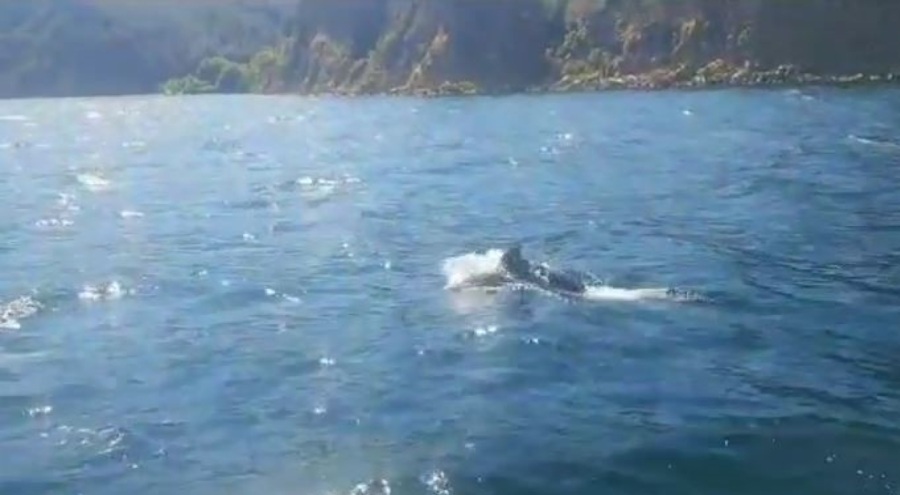 Yunuslar tekneyle yarışırken görüntülendi