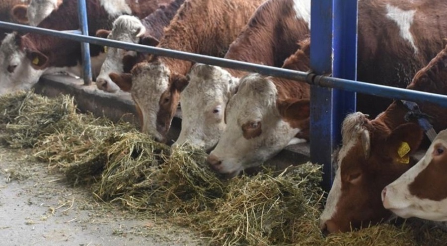 Karabük'te şap karantinası! Hayvan giriş ve çıkışı kısıtlandı