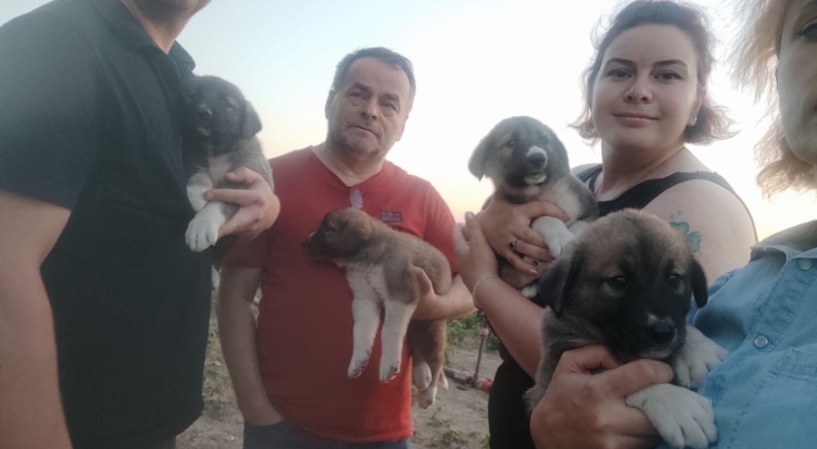 Bursa'da öldürülen köpeğin yavruları bulundu