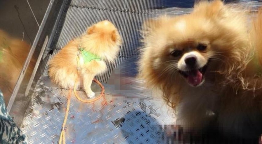 İstanbul'da küçük ırk köpeğin ayakları yürüyen merdivene sıkıştı