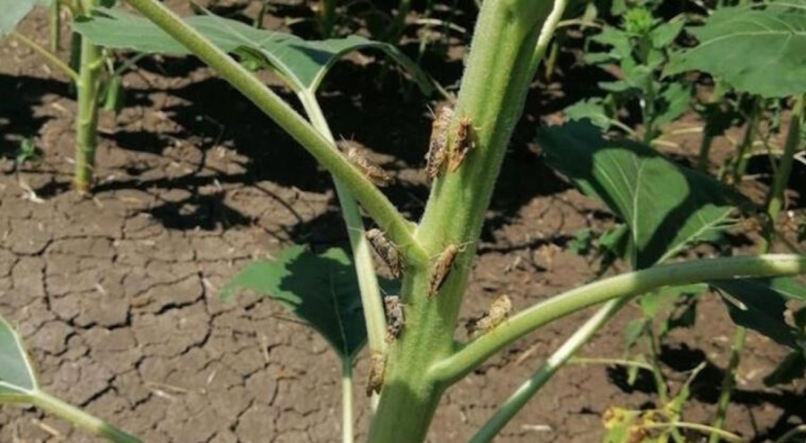 Çekirge istilası çiftçinin korkulu rüyası oldu!