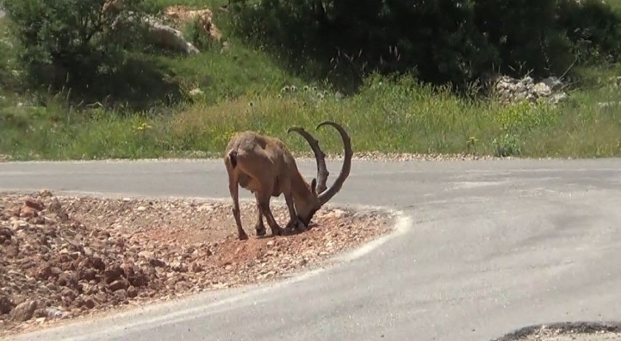 Yaban keçileri tuz ihtiyacını karayolundan gideriyor