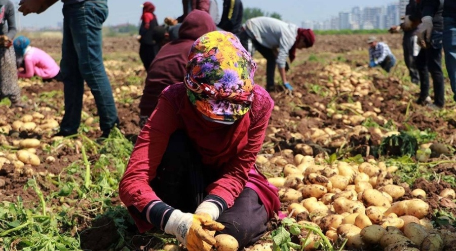 Afyon'da patates işçilerinin günlük yevmiyesi belli oldu