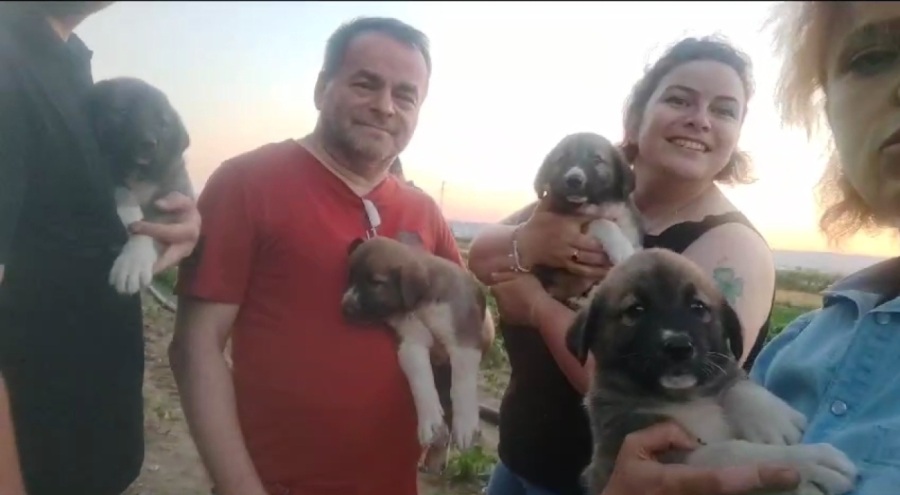 Bursa'da av tüfeğiyle öldürülen sokak köpeğinin 4 yavrusunun sahiplendirileceği açıklandı