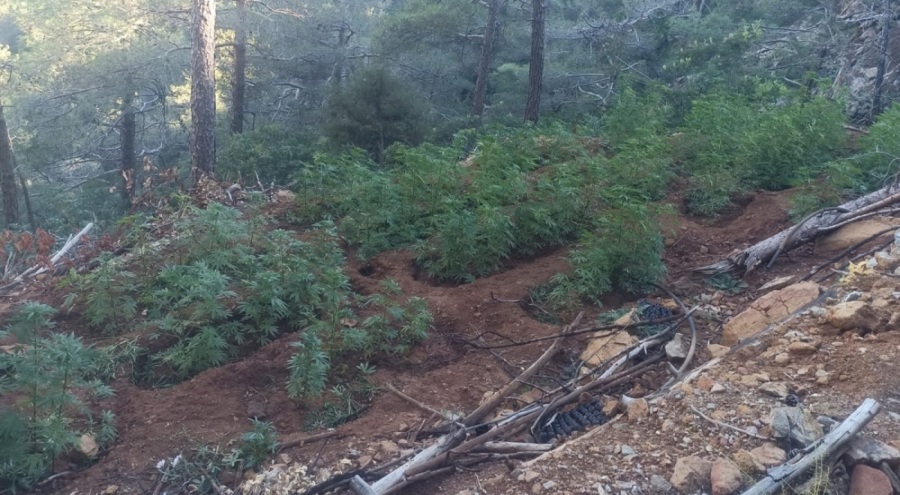 Amanos Dağları'nda 7 bin kökten fazla kenevir bulundu