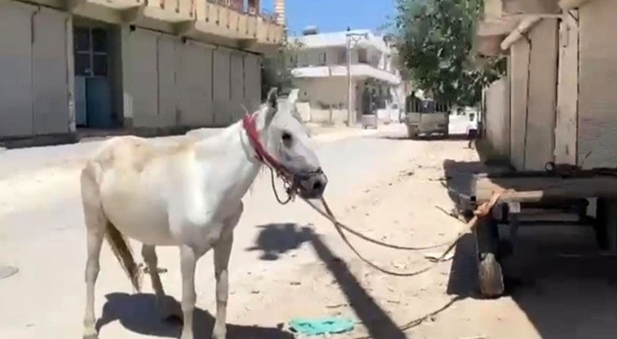 Yeni aldığı at hayatının şokunu yaşattı: Kontrolden çıktı!