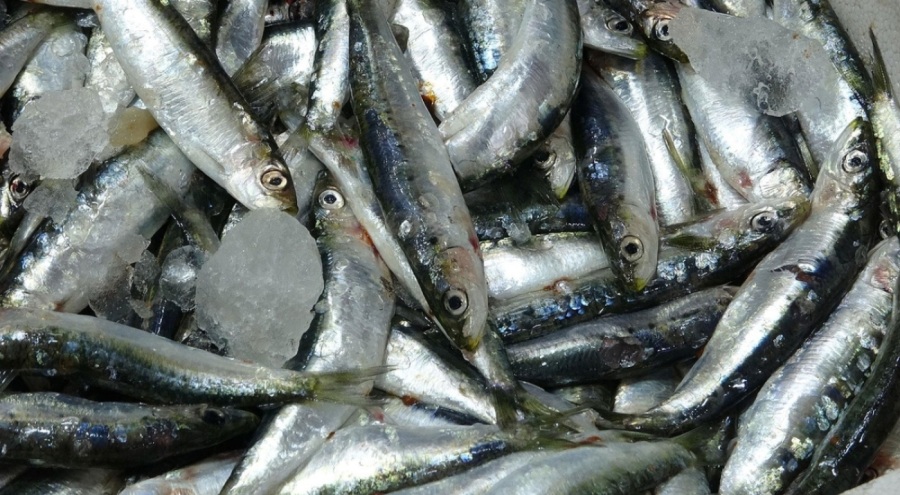 Çanakkale'de 'sardalya' tezgahlara düştü