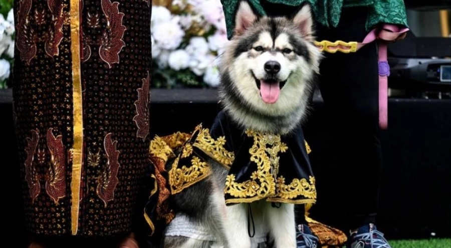 Endonezya'da köpek düğünü: Görkemli bir törenle dünyaevine girdiler