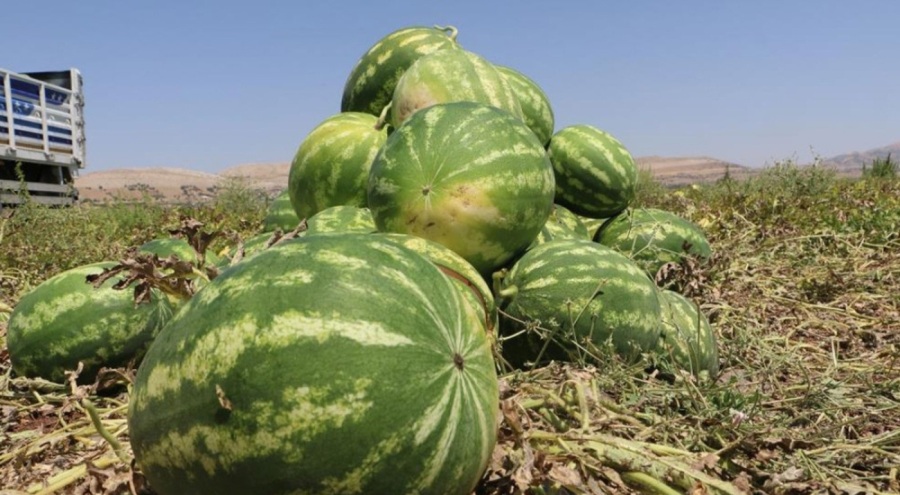 Karpuz işçilerinin günlük yevmiyesi belli oldu