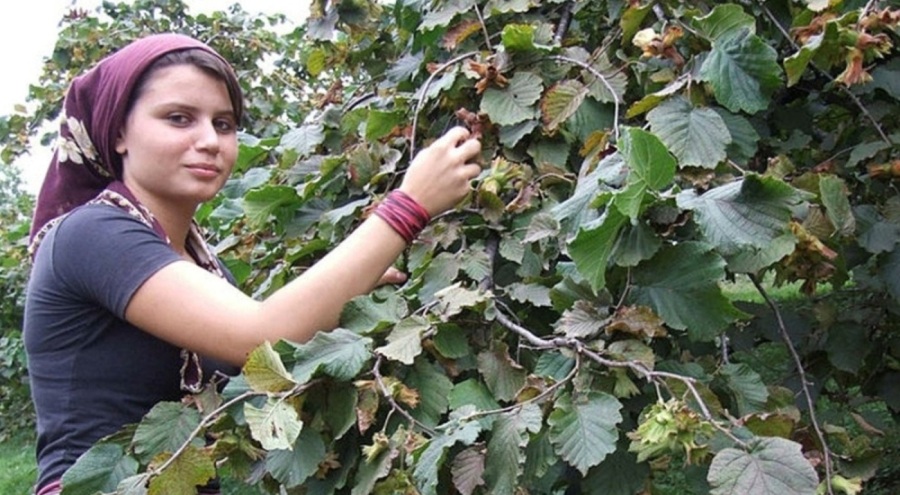 Fındık işçilerinin günlük yevmiyesi belli oldu!