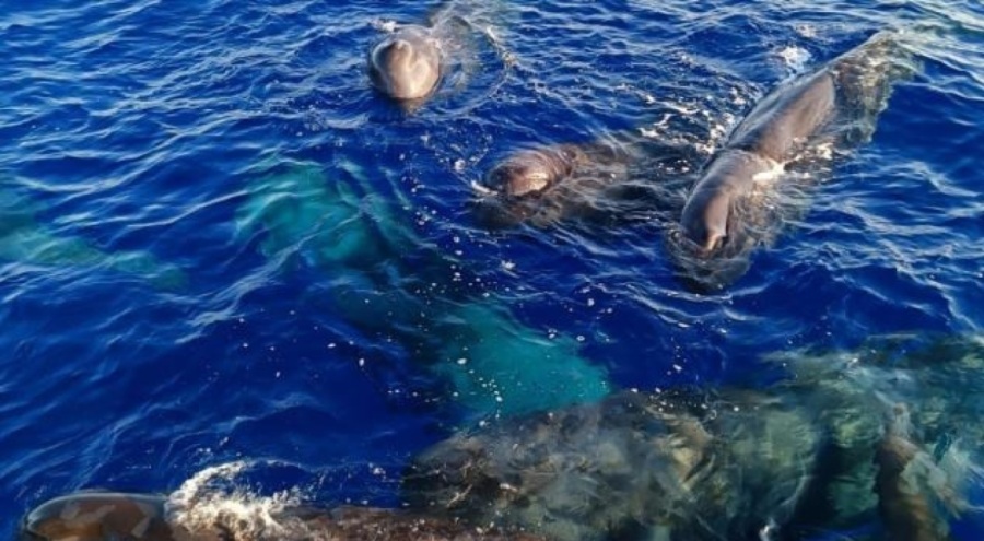 İspermeçet balinaları Akdeniz'de görüldü