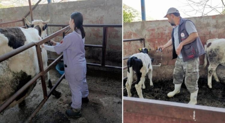 Aydın'da şap karantinası! 21 mahalleyi etkiledi