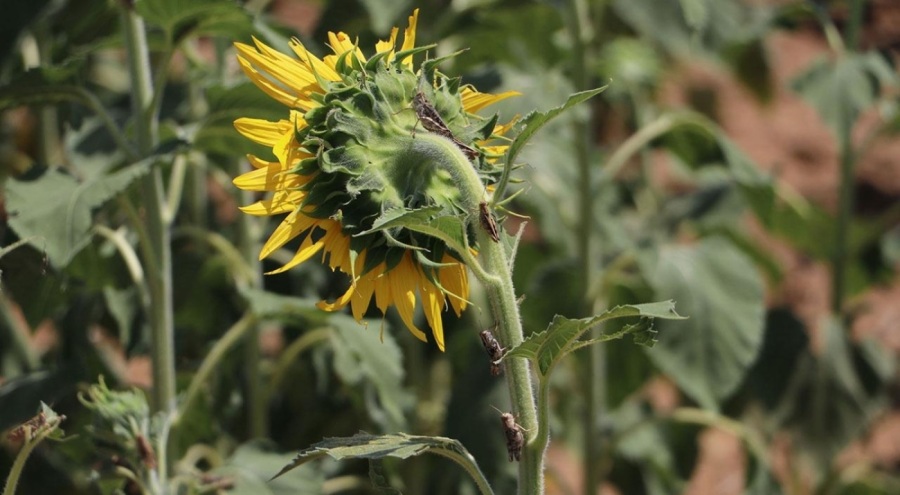 Ayçiçeği tarlalarını çekirgeler istila etti