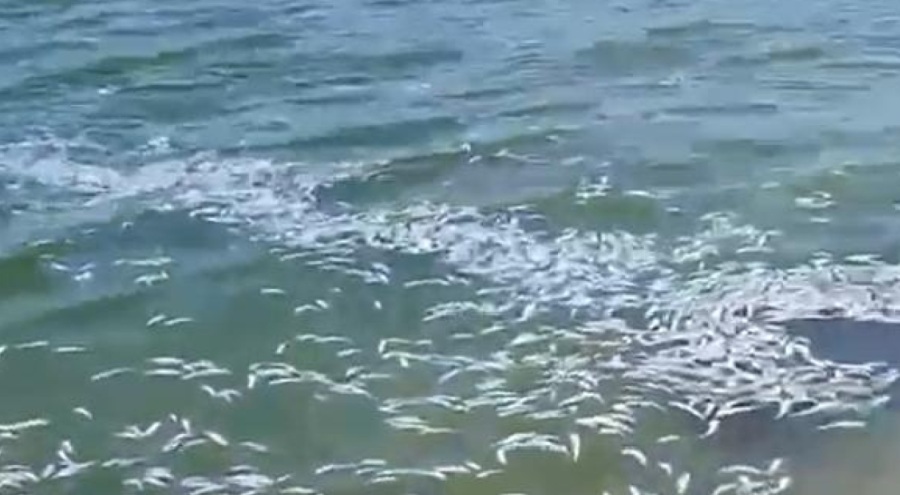 Mudanya'da tedirgin eden görüntüye açıklama:  Balıkçı teknesinden denize döküldü