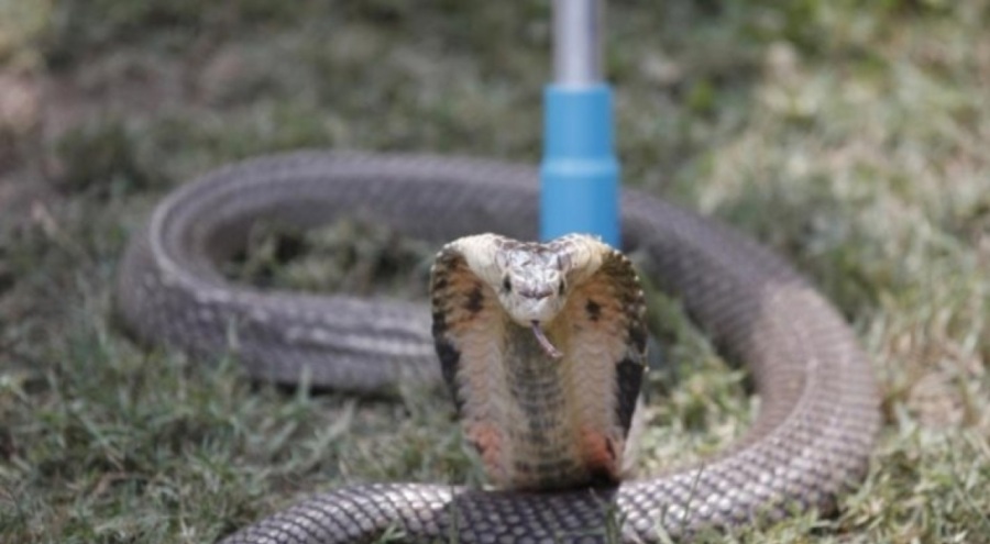 Hindistan'da akıllara durgunluk veren cinayet: Kobra ile öldürdü