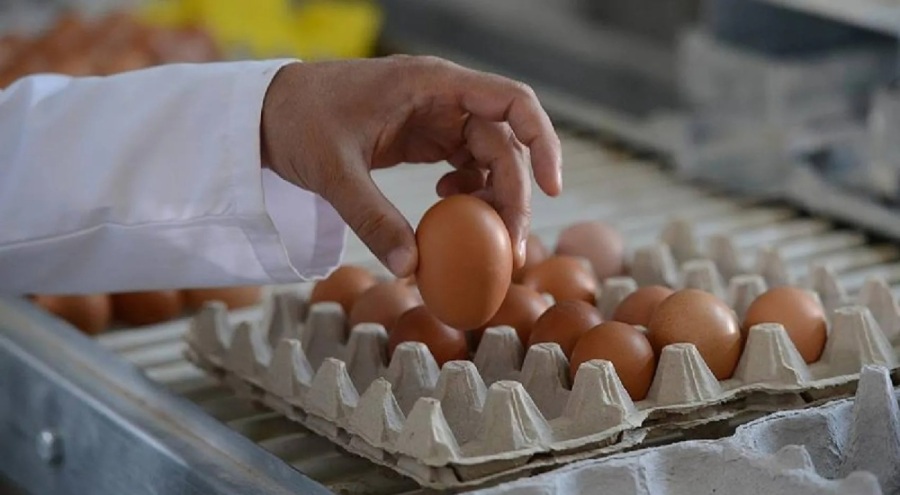 Tayvan'ın Türkiye'den aldığı yumurtalarda kanserojen çıktı: Tazminat talep edecekler