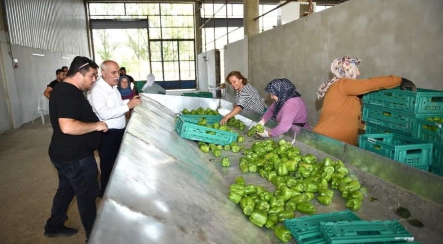 Bursa'nın meşhur Yenişehir biberi dünyaya pazarlanıyor