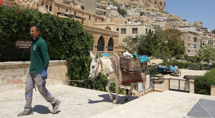 Mardin'de kadrolu eşeklere yaz düzenlemesi geldi