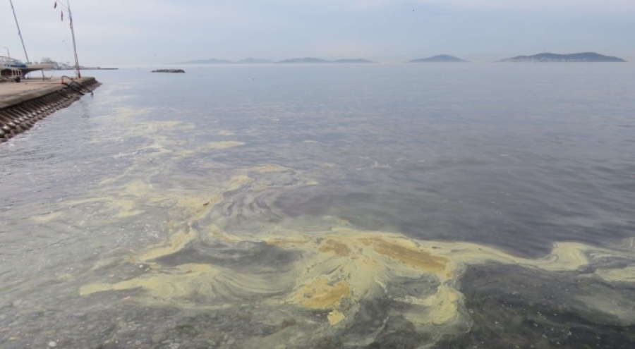 Marmara'daki sarı müsilajın nedeni ortaya çıktı!