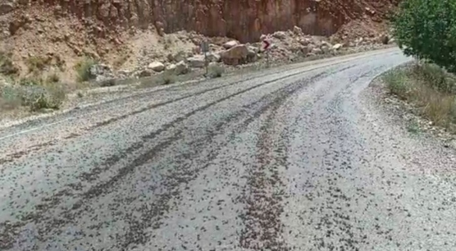 Tunceli'de karayolunda sürü halinde görüntülendi! Vatandaşlar endişelendi