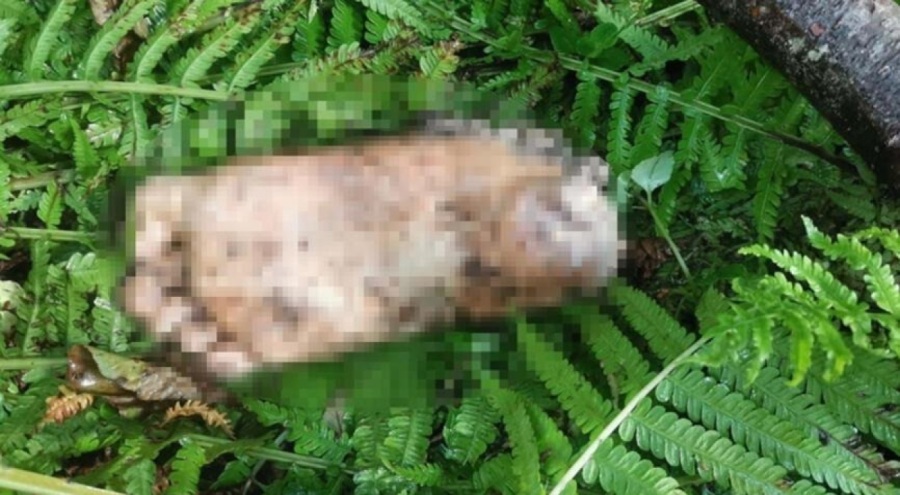 Artvin'de bulunan kopmuş ayak ile ilgili yeni gelişme! DNA örneği verecekler